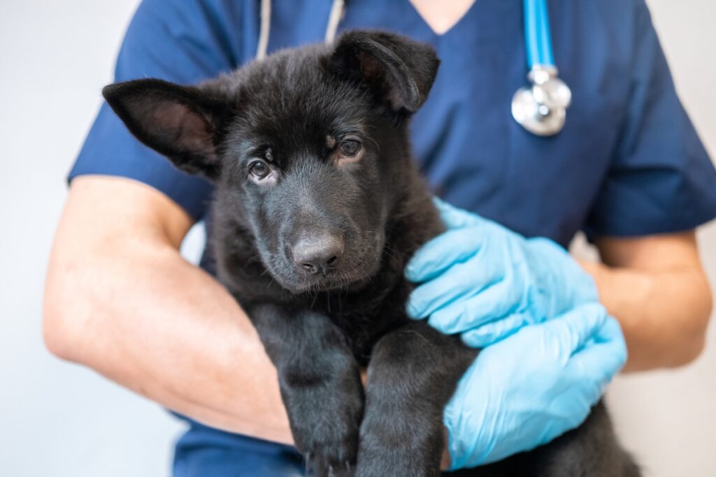 Sick dog in vet's arms
